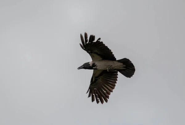 Plan Angle Bas Oiseau Dans Ciel — Photo