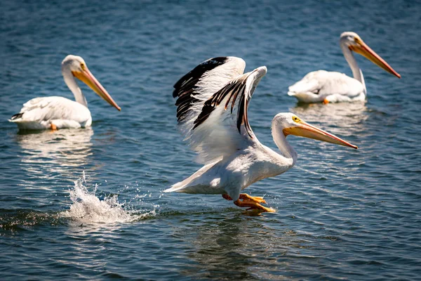 Ein Malerischer Blick Auf Eine Gruppe Pelikane Die Ozean Bolsa — Stockfoto