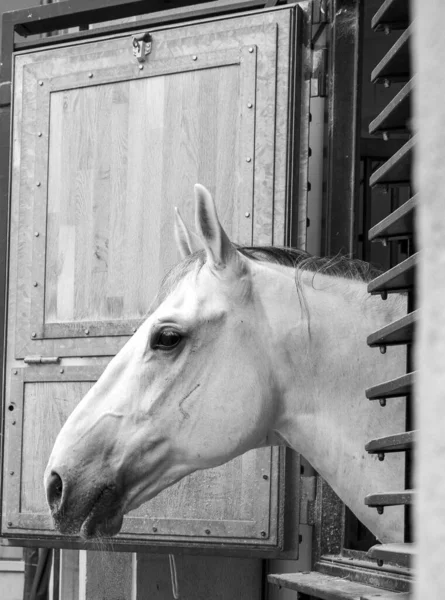 プロフィールの美しい白い馬のグレースケール — ストック写真