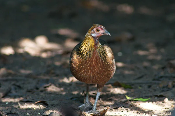 Wild Jungle Fowl Thailand — Stockfoto