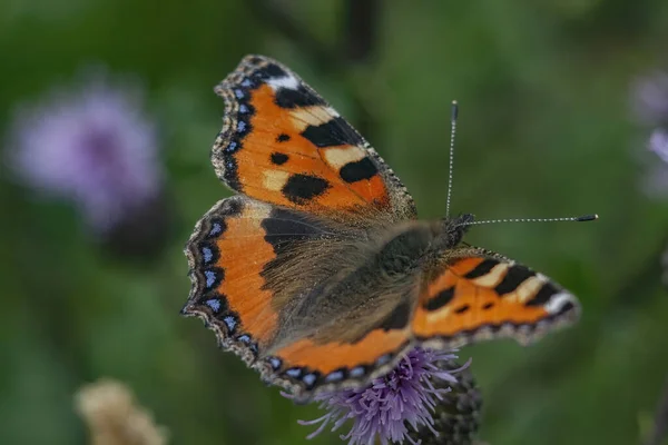 Closeup Shot Beautiful Butterfly Flower Garden — стоковое фото