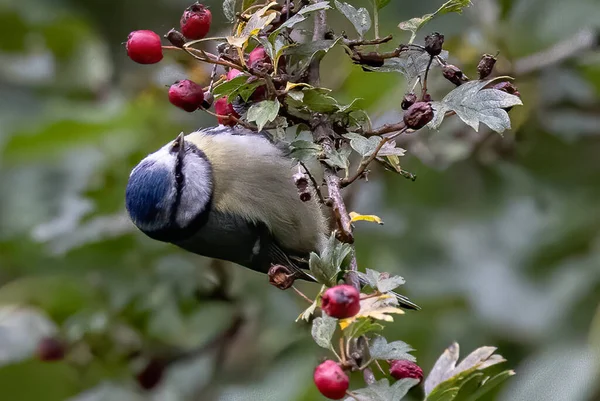 Shallow Focus Great Tit Bird — Stok fotoğraf