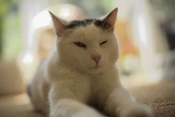 Een Close Van Een Knipogende Witte Kat Vloer — Stockfoto