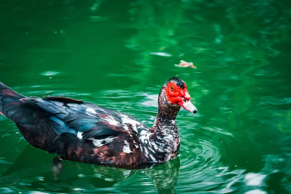 Closeup Muscovy Duck Red Face — Foto Stock