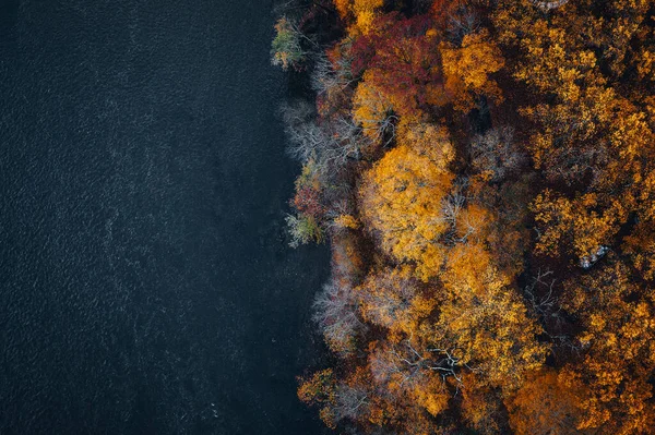 Aerial Shot Yellowing Trees Surrounded Lake Daylight Perfect Wallpapers — Stockfoto