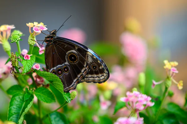 Крупный План Бабочки Листе Лесу — стоковое фото