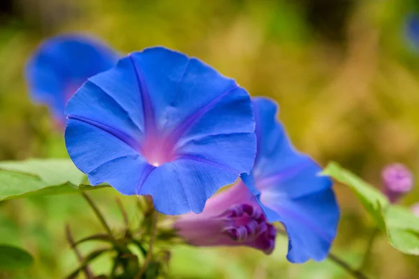 Closeup Beautiful Blue Morning Glory Garden — Fotografia de Stock