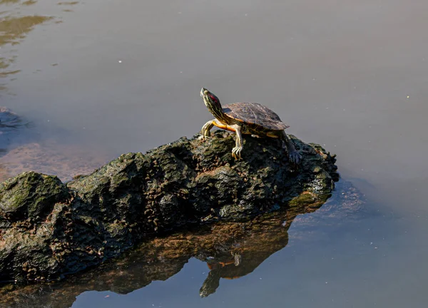 Turtle Stone Lake — Stock Photo, Image