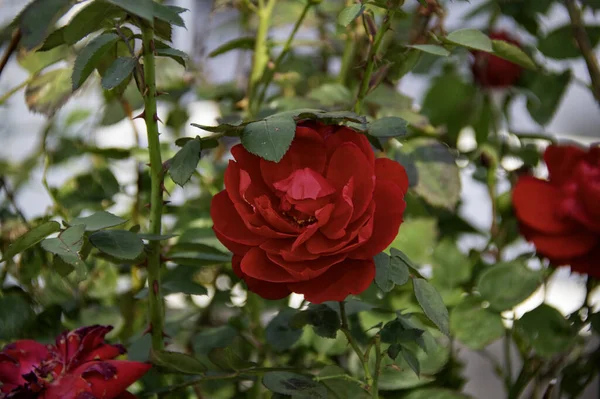 Closeup Shot Red Roses Forest Day — Stockfoto