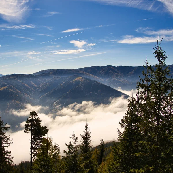 Scenic Shot Forest Mountains Fog — Stock fotografie