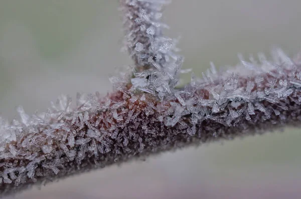 Макрозйомка Перших Морозів Рослинах — стокове фото