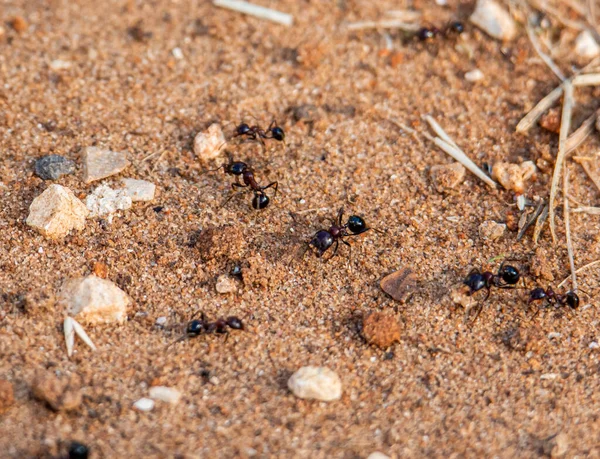 Closeup Shot Big Ants — Stok fotoğraf