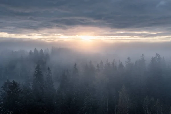 Beautiful View Foggy Forest Sunset Winter — Foto Stock