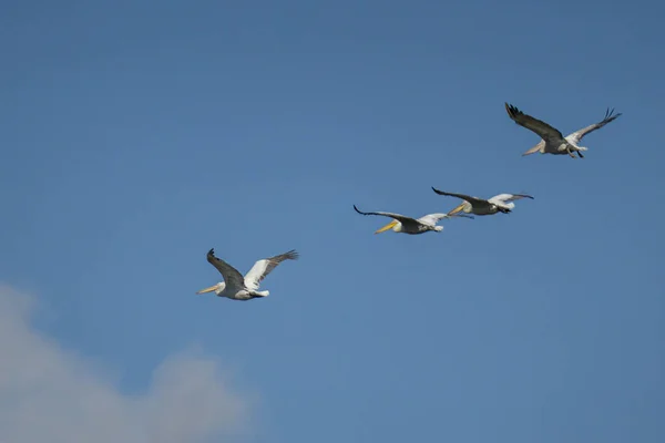 Scenic View Pelicans Flying Together Blue Sky — Stockfoto