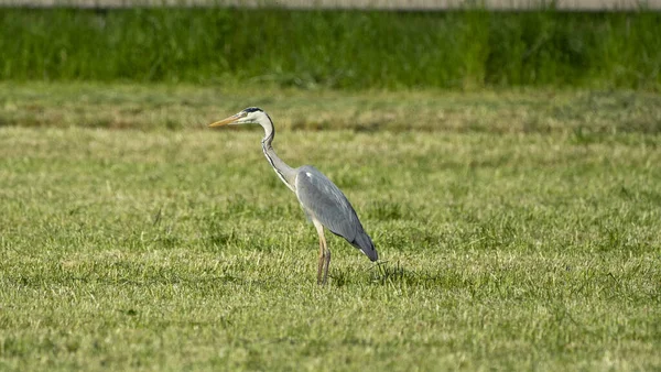 Portrait Gray Heron Meadow — Zdjęcie stockowe