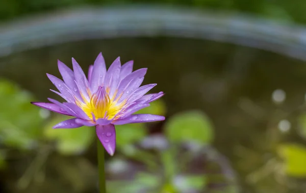 Closeup Shot Blooming Blue Water Lily Pond — Fotografia de Stock