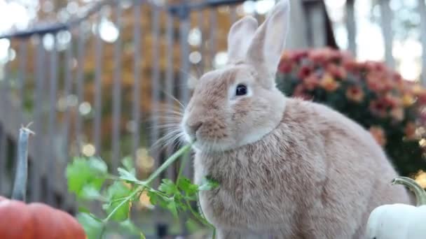 在户外给可爱的野兔穿上衣服 — 图库视频影像