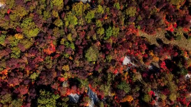 Foglie Autunnali Colorate Stagione Autunnale — Video Stock