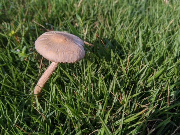 Close Cogumelo Que Cresce Uma Grama — Fotografia de Stock