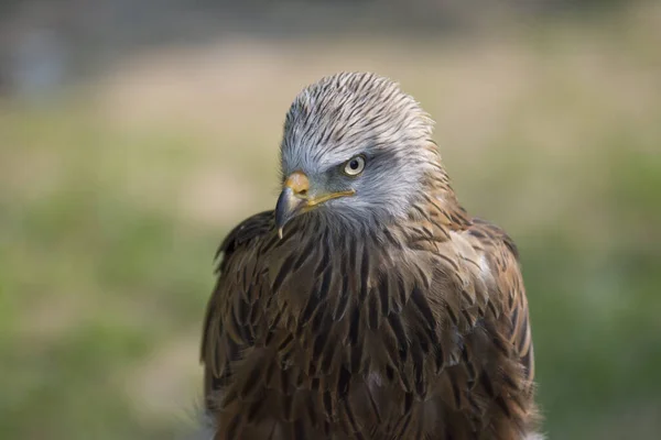 Nahaufnahme Eines Wilden Adlers Auf Verschwommenem Hintergrund — Stockfoto