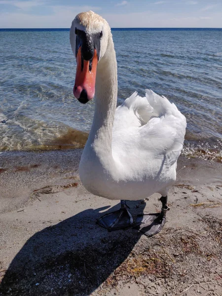 Крупный План Смешного Белого Лебедя Стоящего Пляже Воды — стоковое фото