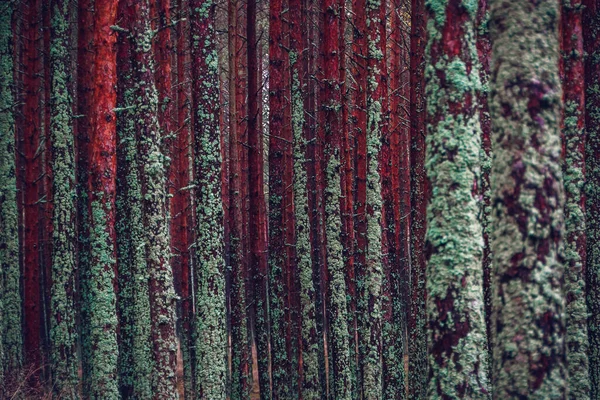 Una Vista Panorámica Del Bosque Otoñal Saliva Curónica Lituania —  Fotos de Stock