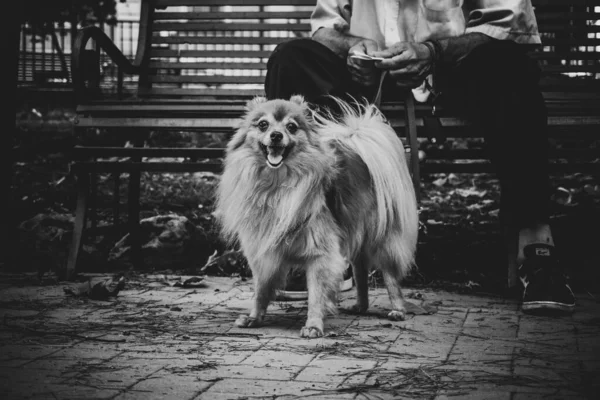 Grayscale Shot German Spitz His Owner — стоковое фото