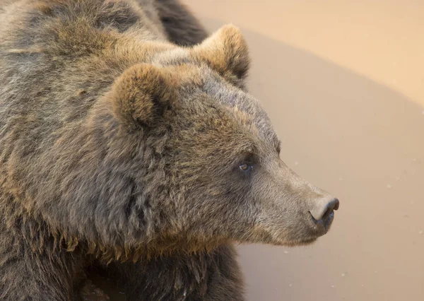 Бурый Медведь Лежащий Грязном Пруду — стоковое фото