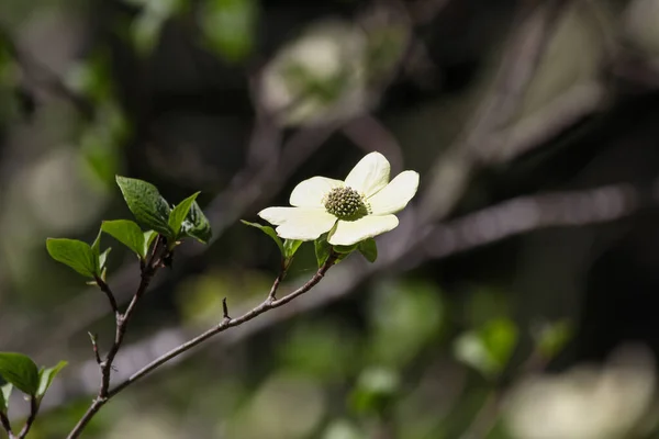 Селективный Снимок Белого Цветка Тихоокеанской Собачьей Древесины Открытом Воздухе — стоковое фото