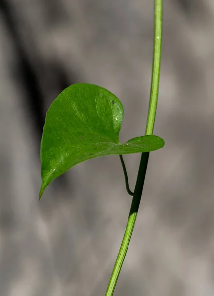 Una Toma Vertical Hoja Epipremnum Aureum Hiedra Del Diablo Con —  Fotos de Stock