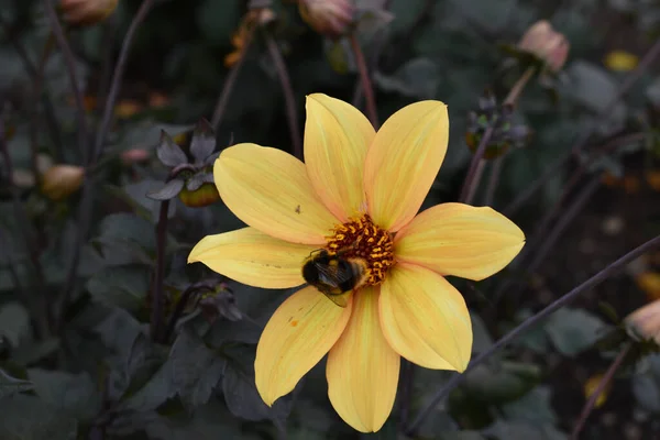 Close Shot Bee Sitting Yellow Flower — 스톡 사진