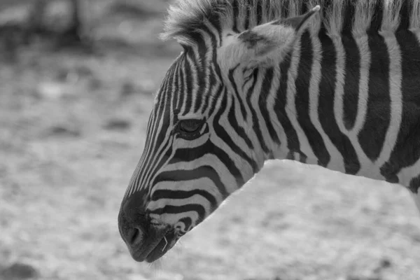 Plan Niveaux Gris Zèbre Dans Son Habitat Naturel — Photo