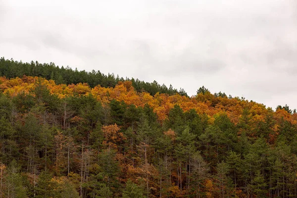 Красивый Снимок Осеннего Пейзажа Красочными Деревьями Солнечный День — стоковое фото