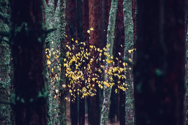 Litvanya Daki Curonian Spit Sonbahar Ormanının Manzarası — Stok fotoğraf