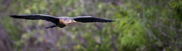 Ptak Latający Parku Narodowym Everglades — Zdjęcie stockowe