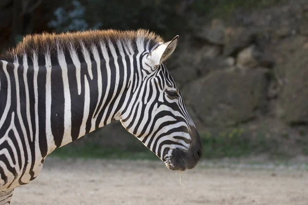 Close Retrato Uma Zebra Bonito — Fotografia de Stock