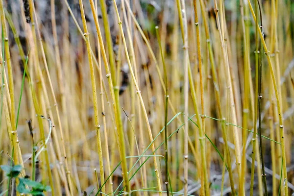 Closeup Shot Youn Bamboo Yellow Thin Stems Blurred Background — Foto Stock