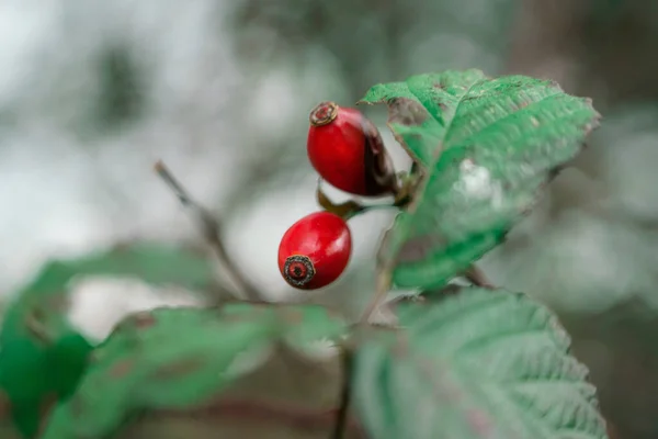 Eine Nahaufnahme Einer Roten Pflanze Die Mit Unscharfem Hintergrund Wächst — Stockfoto