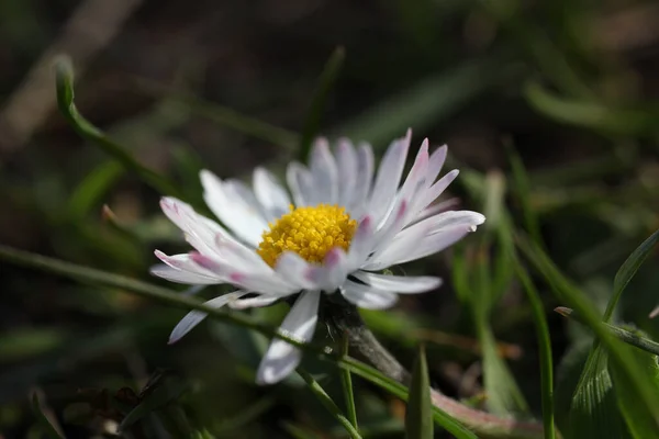 Macro Shot Wild White Daisy Flower Surrounded Leaves — Φωτογραφία Αρχείου