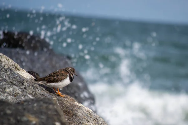 Tiro Vertical Plover Anelado Comum Empoleirado Uma Rocha — Fotografia de Stock