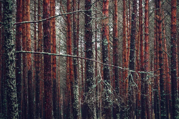 Litvanya Daki Curonian Spit Sonbahar Ormanının Manzarası — Stok fotoğraf