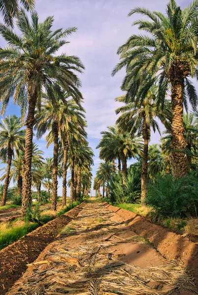 Pionowe Ujęcie Pięknych Wysokich Zielonych Palm Przeciw Błękitnemu Pochmurnemu Niebu — Zdjęcie stockowe