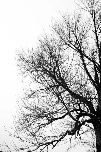 Μια Σιλουέτα Από Δέντρο Χωρίς Φύλλα Ενάντια Έναν Γκρίζο Ουρανό — Φωτογραφία Αρχείου