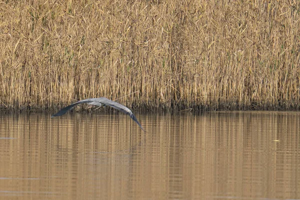 Bird Flying Lake Reeds — стоковое фото