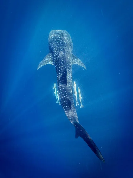 Vertical Shot Whale Shark Swimming Sea Sunlight Waves — Stock Photo, Image