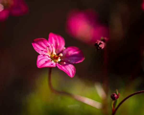 Fioletowy Irlandzki Kwiat Saksofonu Rozmytym Tle — Zdjęcie stockowe