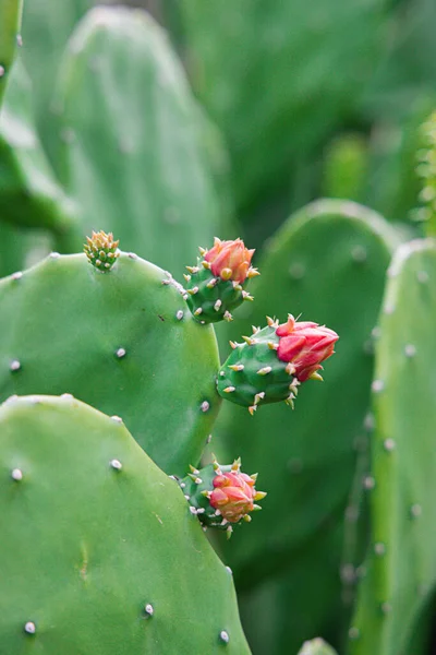 Selective Focus Shot Cactus Plants Flowers Greenhouse — 스톡 사진