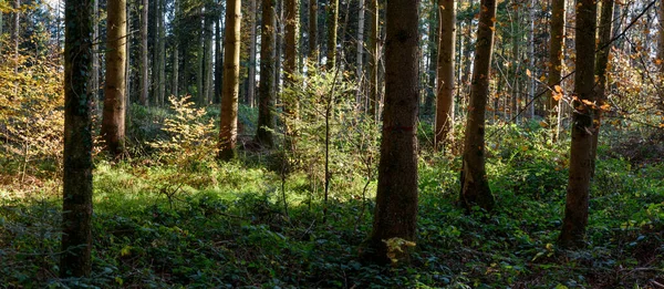 Tiro Panorâmico Troncos Árvores Floresta Suíça Dia Ensolarado — Fotografia de Stock