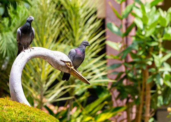 비둘기가 세라믹 헤르몬산의 머리에 — 스톡 사진