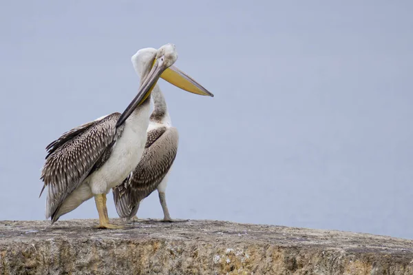 Close Shot Two Pelicans Standing Stone Blurred Background — Stock Photo, Image